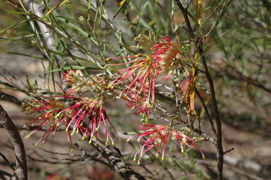 APII jpeg image of Grevillea 'Sid Reynolds'  © contact APII