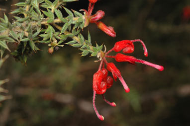 APII jpeg image of Grevillea asteriscosa  © contact APII