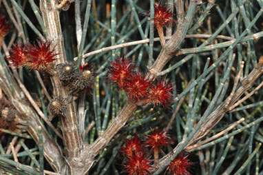 APII jpeg image of Allocasuarina grampiana  © contact APII