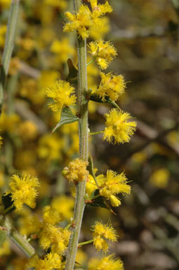 APII jpeg image of Acacia pravifolia  © contact APII