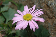 flower image