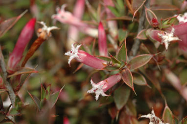 APII jpeg image of Leucopogon neo-anglicus  © contact APII