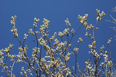 APII jpeg image of Salix myricoides  © contact APII