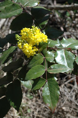 APII jpeg image of Berberis aquifolium  © contact APII