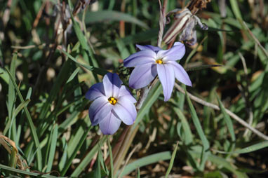 APII jpeg image of Ipheion uniflorum  © contact APII