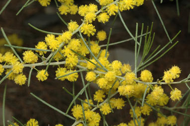 APII jpeg image of Acacia menzelii  © contact APII