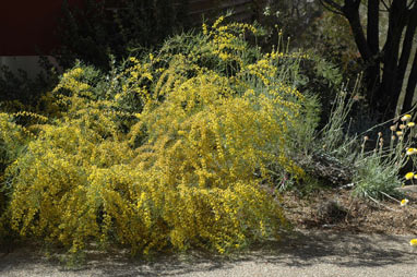 APII jpeg image of Acacia menzelii  © contact APII