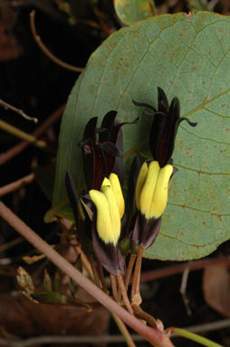 APII jpeg image of Kennedia nigricans  © contact APII