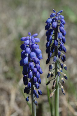 APII jpeg image of Muscari armeniacum  © contact APII