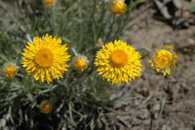 APII jpeg image of Leucochrysum albicans var. albicans  © contact APII