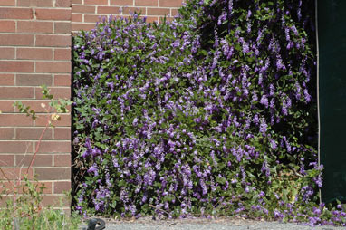 APII jpeg image of Hardenbergia comptoniana  © contact APII