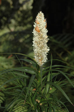 APII jpeg image of Richea dracophylla  © contact APII