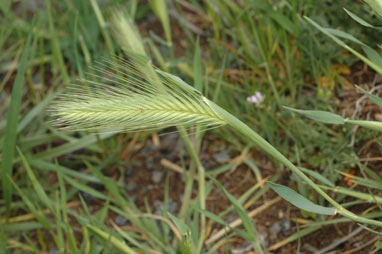 APII jpeg image of Hordeum glaucum  © contact APII