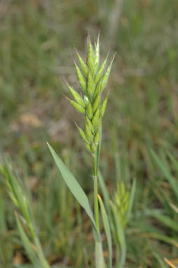 APII jpeg image of Bromus hordeaceus  © contact APII