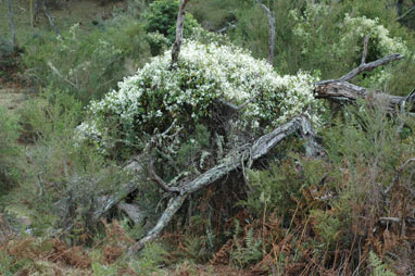 APII jpeg image of Clematis glycinoides  © contact APII