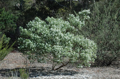 APII jpeg image of Prostanthera petraea  © contact APII