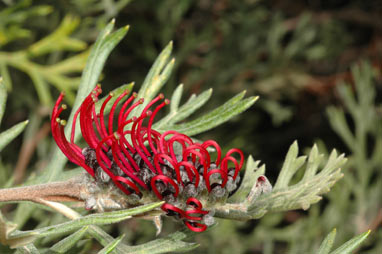 APII jpeg image of Grevillea beadleana  © contact APII