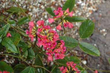 APII jpeg image of Kennedia coccinea  © contact APII