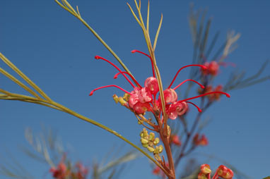 APII jpeg image of Grevillea 'Elegance'  © contact APII