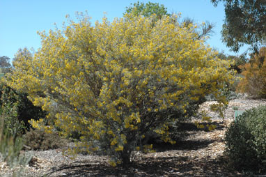 APII jpeg image of Senna artemisioides  © contact APII