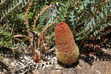 APII jpeg image of Banksia blechnifolia  © contact APII