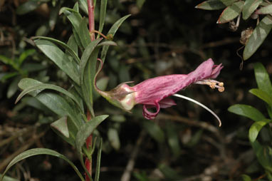 APII jpeg image of Eremophila maculata  © contact APII