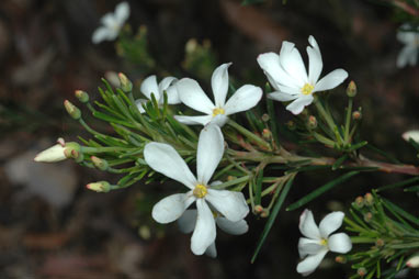 APII jpeg image of Ricinocarpos tuberculata 'Bridal Star'  © contact APII