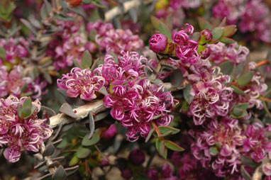 APII jpeg image of Melaleuca violacea  © contact APII