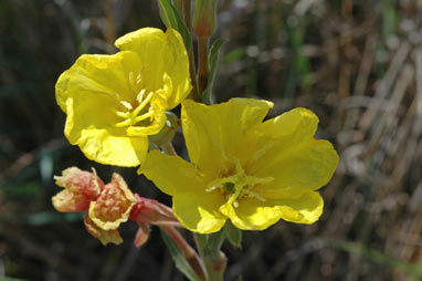 APII jpeg image of Oenothera stricta subsp. stricta  © contact APII