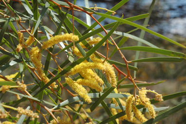 APII jpeg image of Acacia doratoxylon  © contact APII