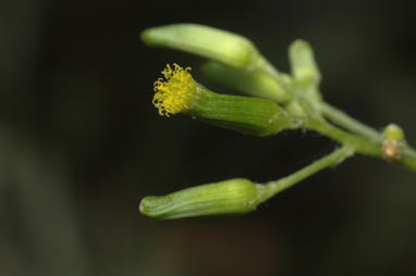 APII jpeg image of Senecio quadridentatus  © contact APII