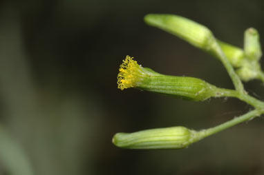 APII jpeg image of Senecio quadridentatus  © contact APII