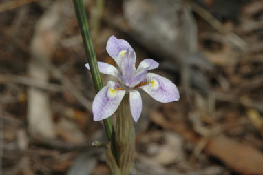 APII jpeg image of Moraea setifolia  © contact APII