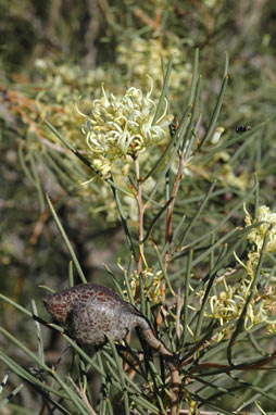 APII jpeg image of Hakea tephrosperma  © contact APII