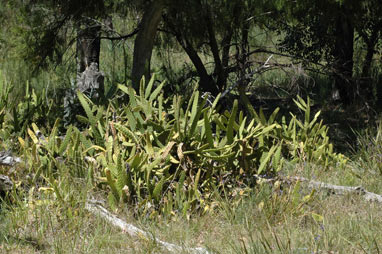 APII jpeg image of Opuntia schickendantzii  © contact APII