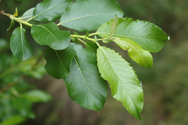 APII jpeg image of Salix myricoides  © contact APII