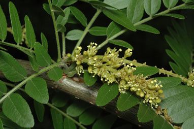 APII jpeg image of Gleditsia triacanthos  © contact APII