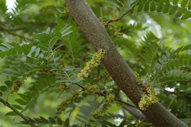 APII jpeg image of Gleditsia triacanthos  © contact APII