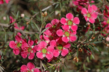 APII jpeg image of Leptospermum 'Bywong Merinda'  © contact APII