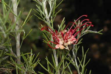 APII jpeg image of Grevillea 'Little Jessie'  © contact APII