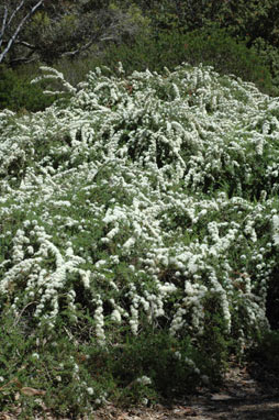 APII jpeg image of Kunzea ambigua  © contact APII