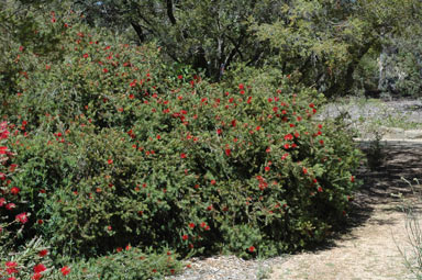 APII jpeg image of Callistemon subulatus  © contact APII