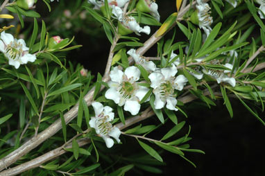 APII jpeg image of Leptospermum variabile  © contact APII