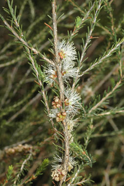 APII jpeg image of Melaleuca parviceps  © contact APII