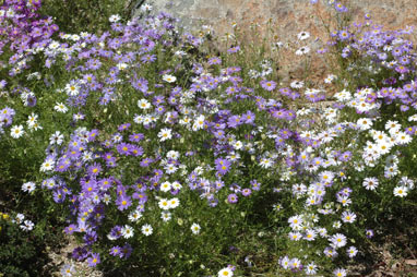 APII jpeg image of Brachyscome iberidifolia  © contact APII