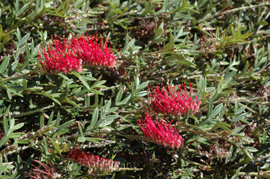 APII jpeg image of Grevillea 'Waikiti Gem'  © contact APII