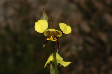 APII jpeg image of Diuris sulphurea  © contact APII