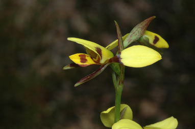 APII jpeg image of Diuris sulphurea  © contact APII