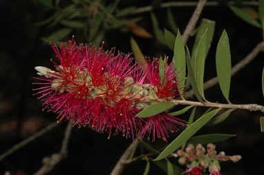 APII jpeg image of Callistemon 'Purple Splendour'  © contact APII