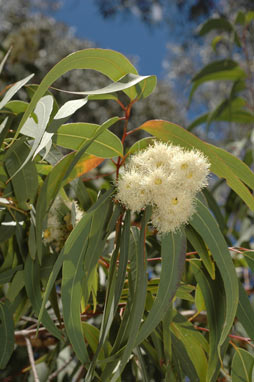 APII jpeg image of Corymbia eximia  © contact APII